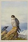 Gyr Falcon by Archibald Thorburn